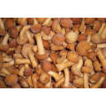 Frozen Mushroom Strophariaceae Pholiota Nameko Mushroom